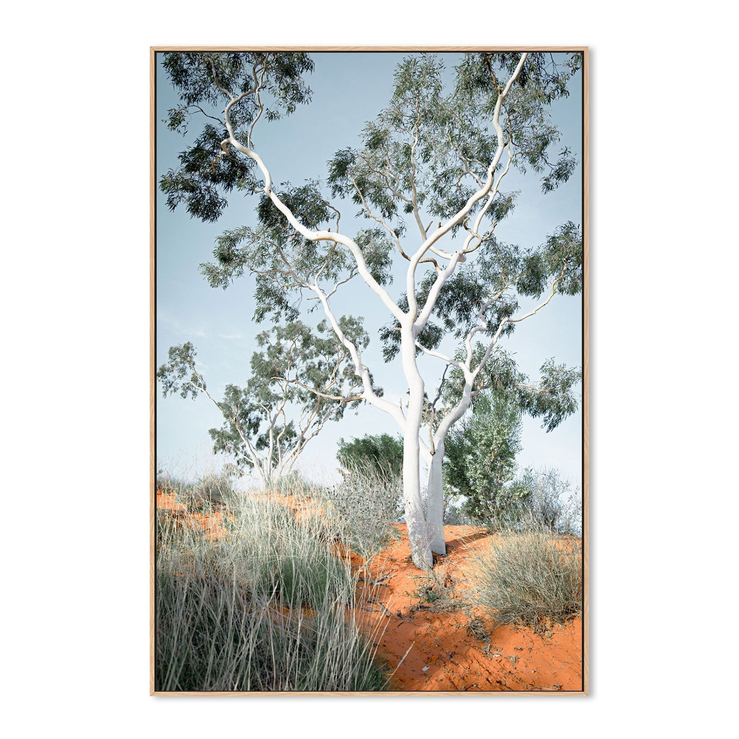 wall-art-print-canvas-poster-framed-Australian Gum Tree-GIOIA-WALL-ART