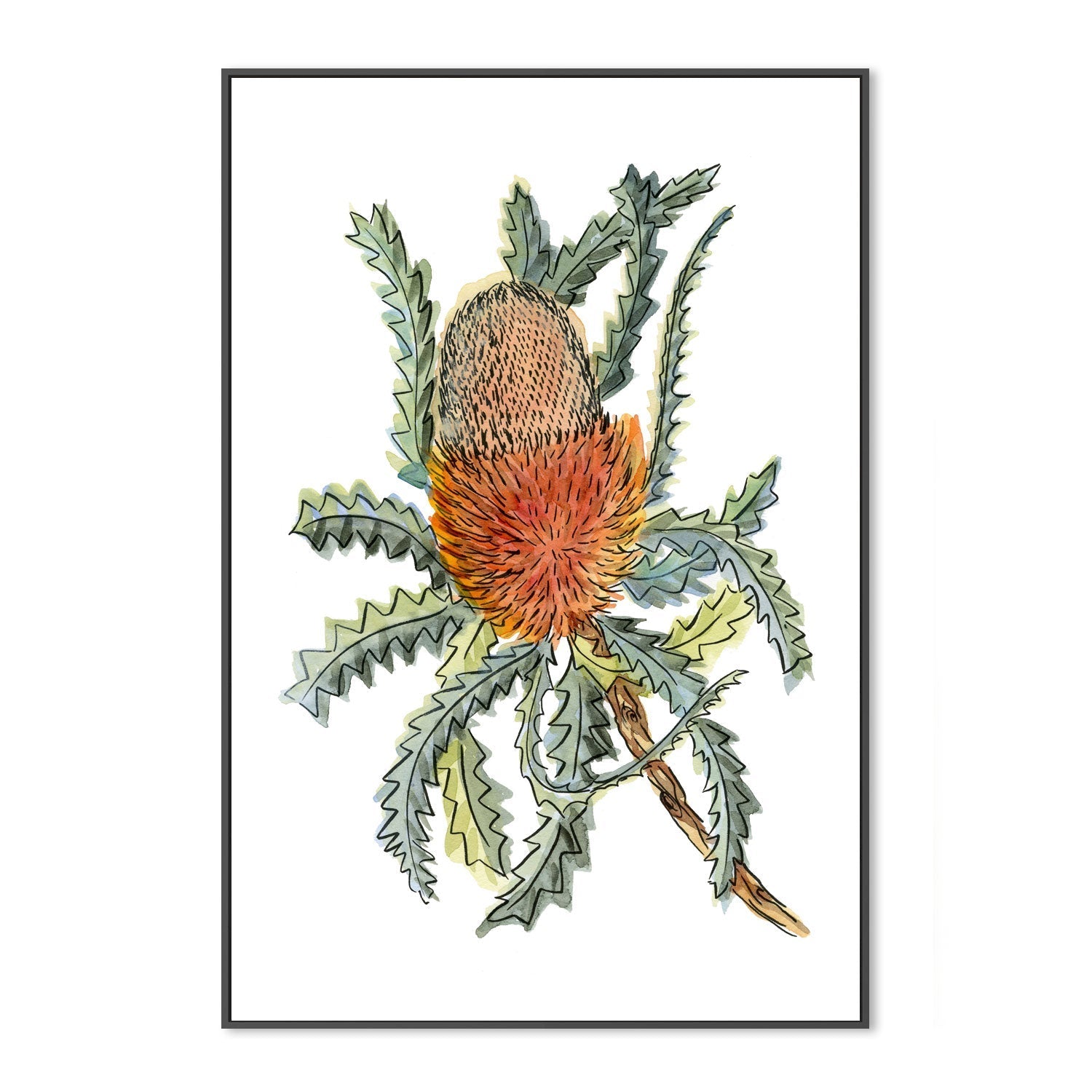 wall-art-print-canvas-poster-framed-Banksia Hookerina , By Jessie Mitchelson-GIOIA-WALL-ART