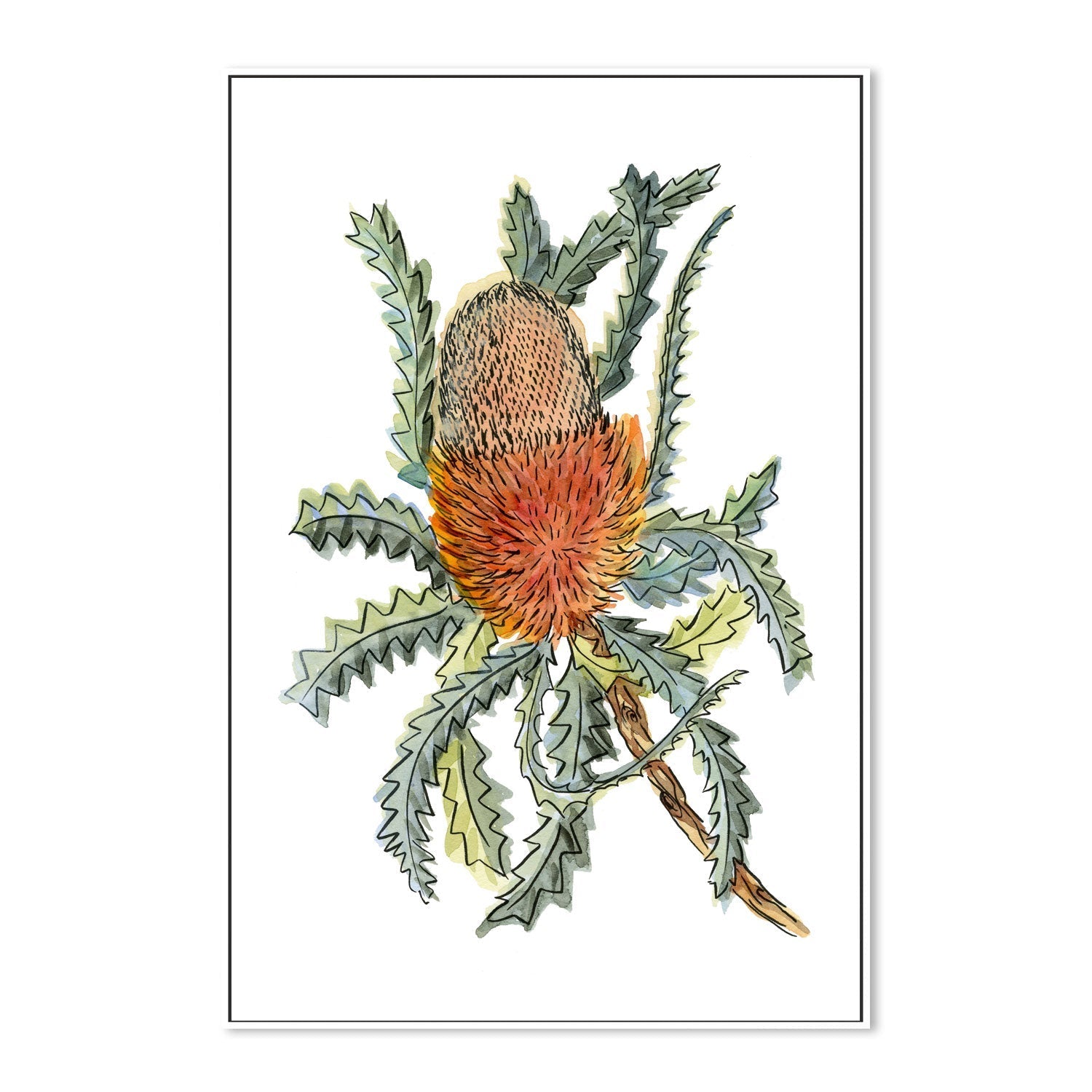 wall-art-print-canvas-poster-framed-Banksia Hookerina , By Jessie Mitchelson-GIOIA-WALL-ART