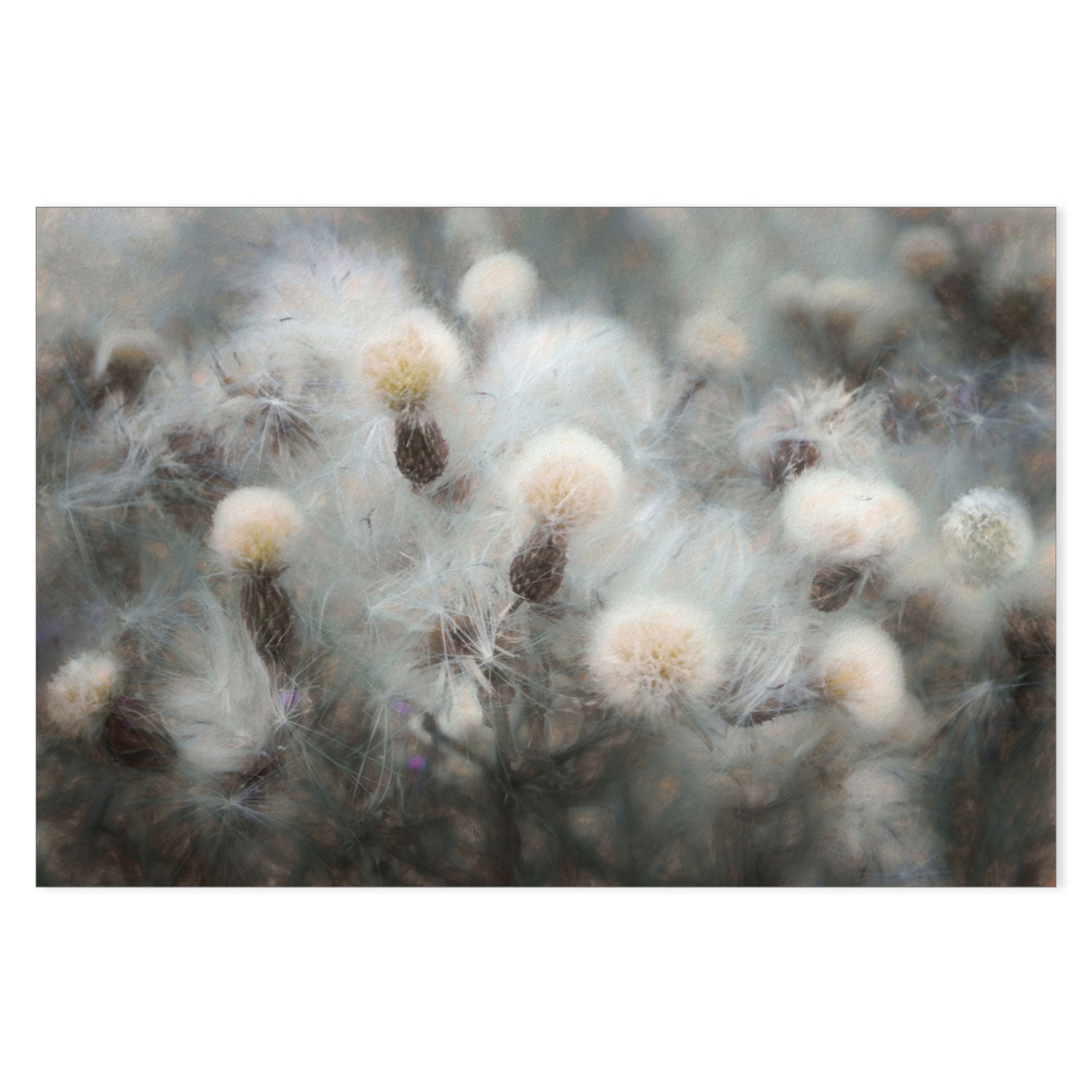 wall-art-print-canvas-poster-framed-Blossoming Plants , By Gilbert Claes-GIOIA-WALL-ART