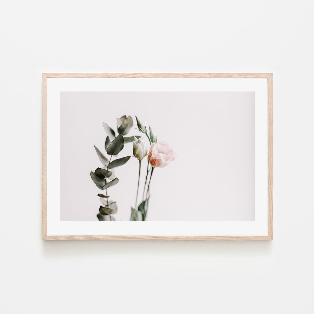 Blushing Australian Rose |Wall Art Print Framed Canvas Poster – Gioia ...