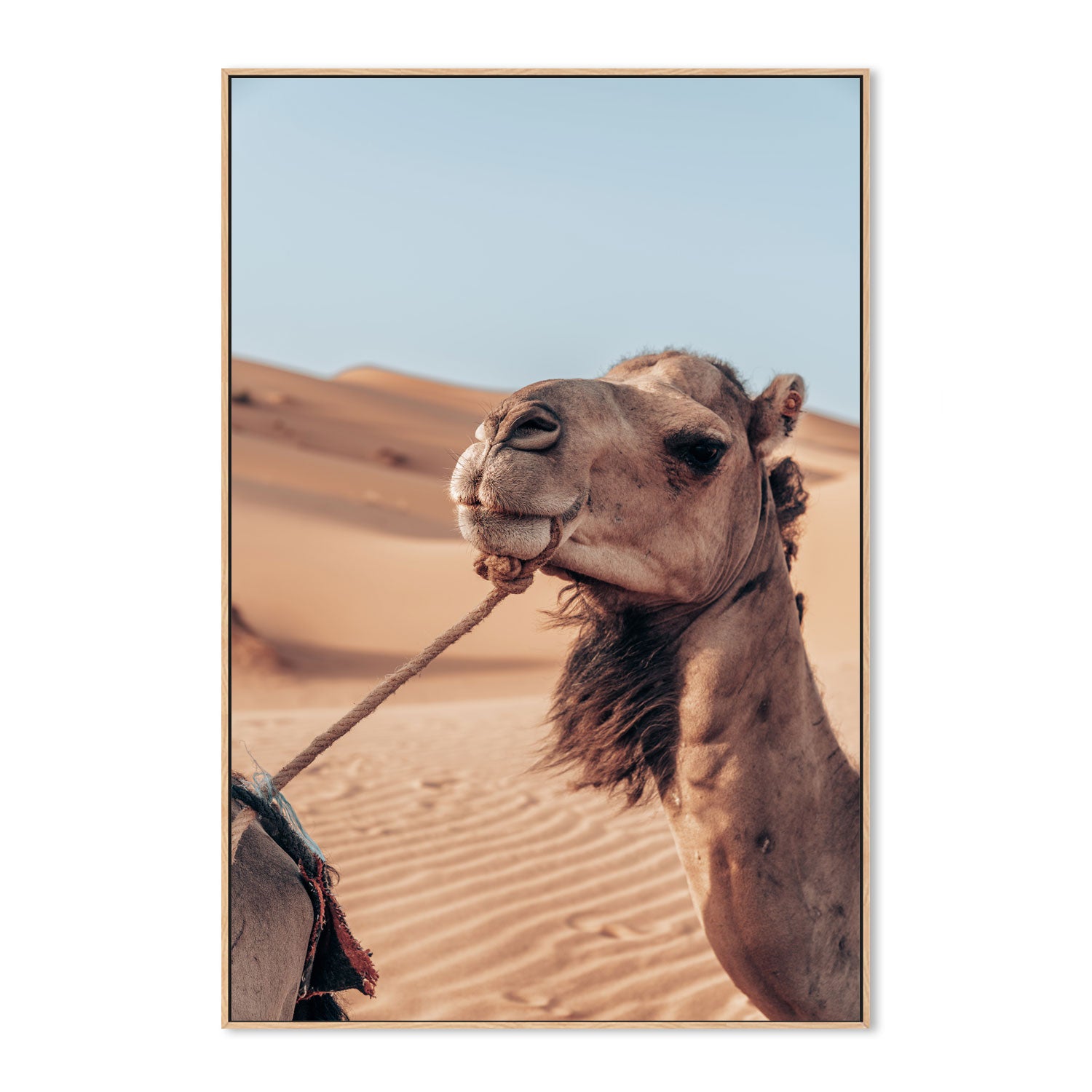 wall-art-print-canvas-poster-framed-Camel's Grace , By Josh Silver-4