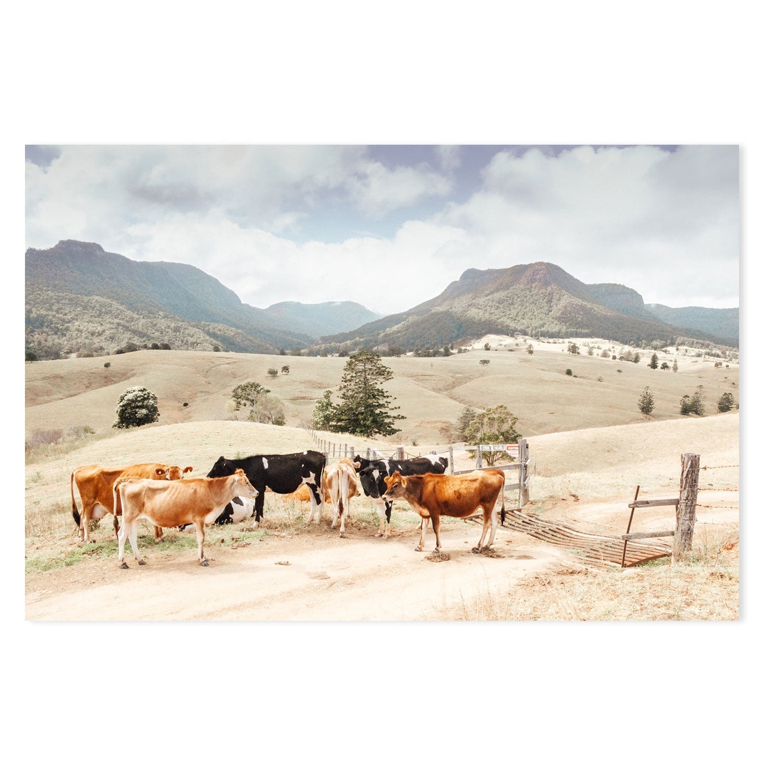 wall-art-print-canvas-poster-framed-Farm Cows, Darlington, South East Queensland-GIOIA-WALL-ART