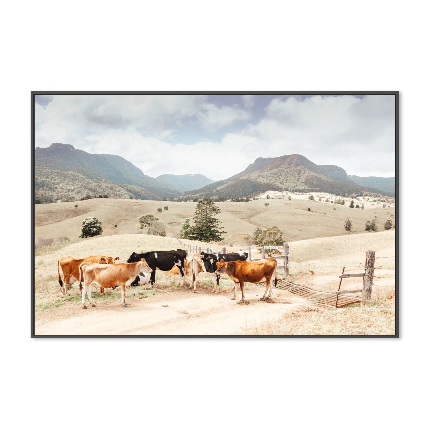 wall-art-print-canvas-poster-framed-Farm Cows, Darlington, South East Queensland-GIOIA-WALL-ART