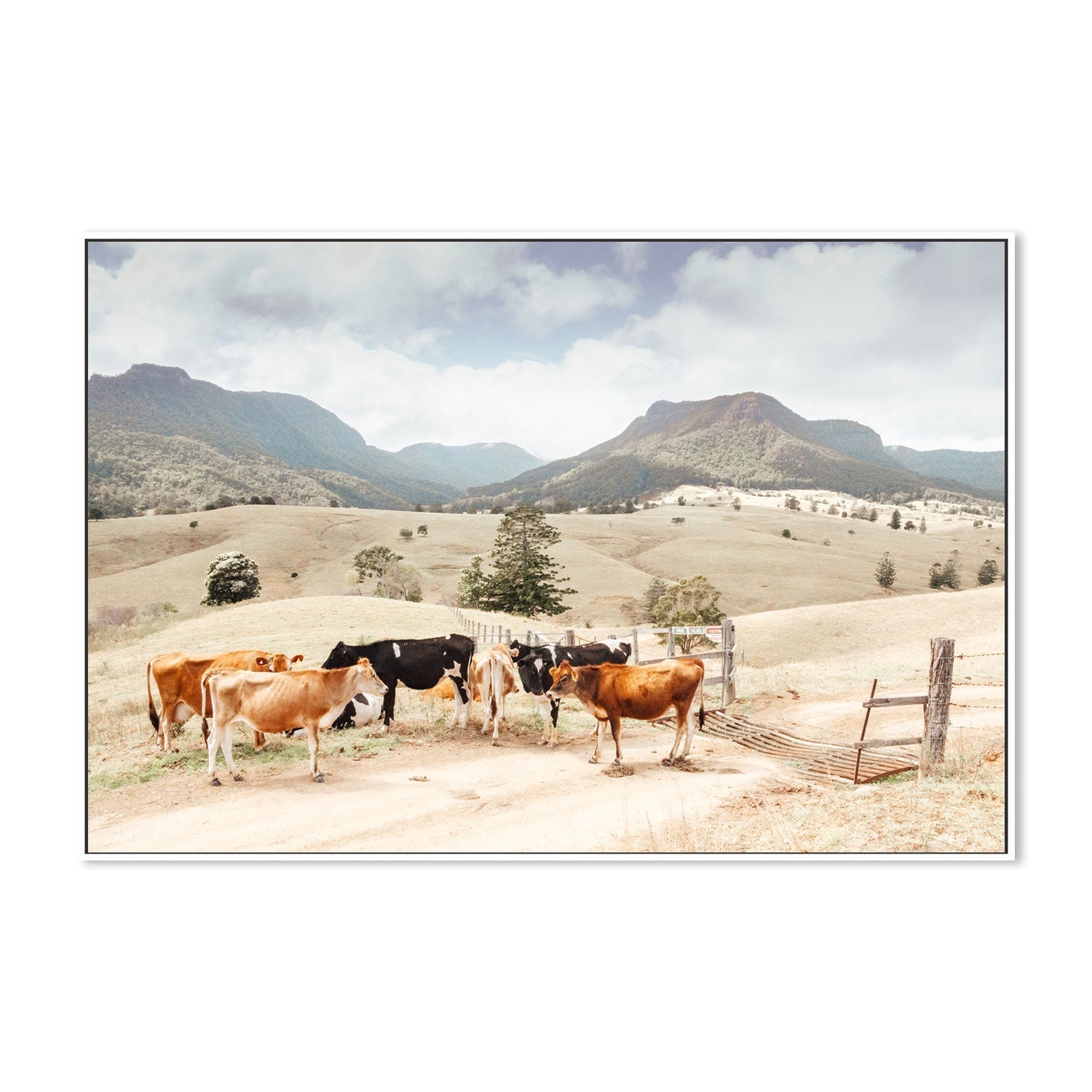 wall-art-print-canvas-poster-framed-Farm Cows, Darlington, South East Queensland-GIOIA-WALL-ART