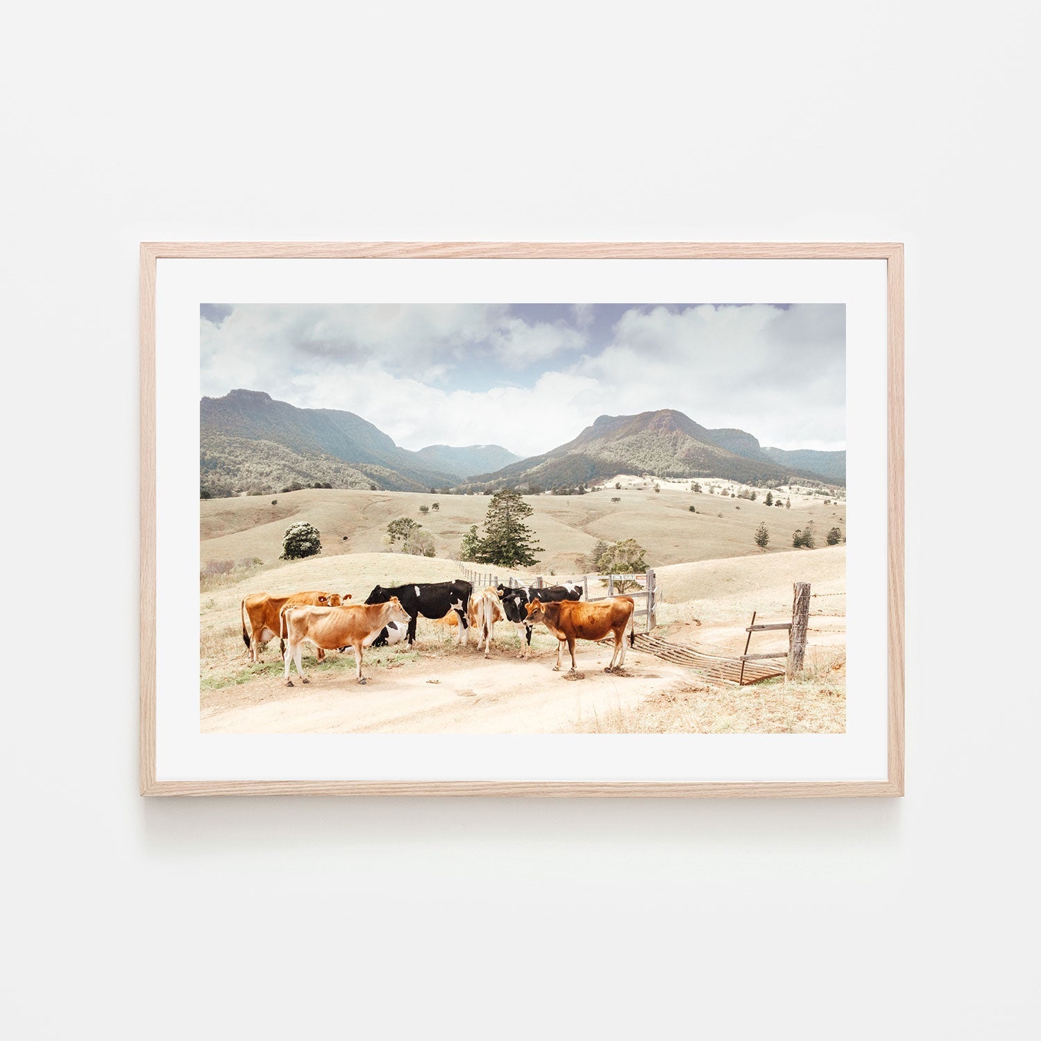 wall-art-print-canvas-poster-framed-Farm Cows, Darlington, South East Queensland-GIOIA-WALL-ART