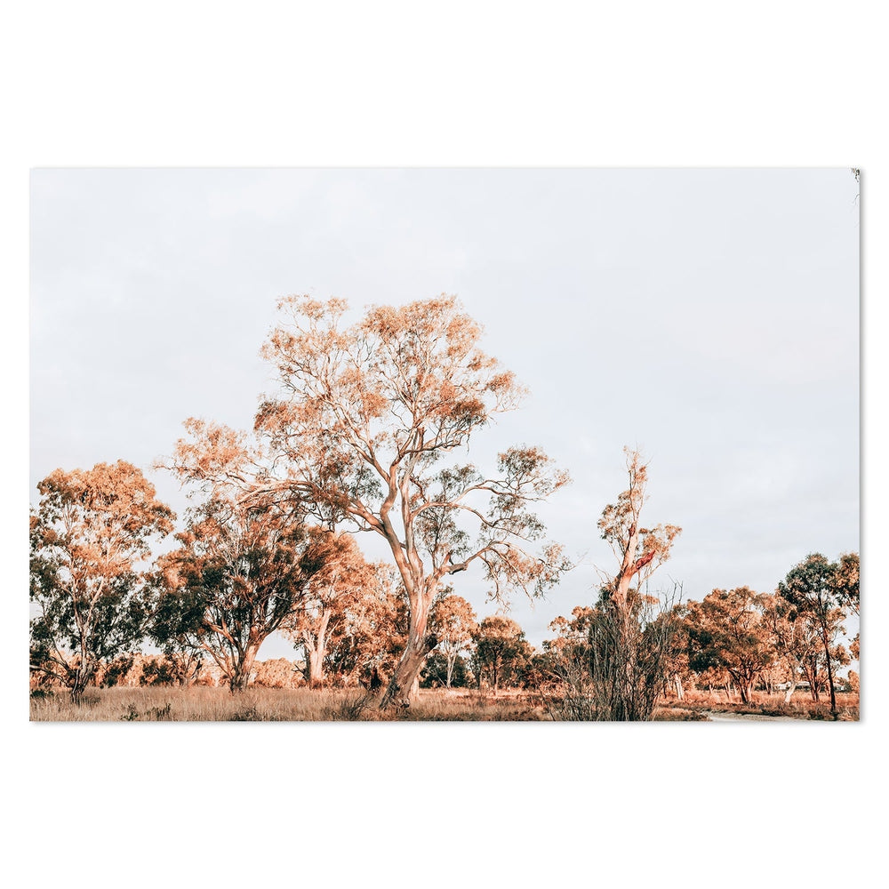 wall-art-print-canvas-poster-framed-Gum Trees In Sunset, South Australia-by-Gioia Wall Art-Gioia Wall Art