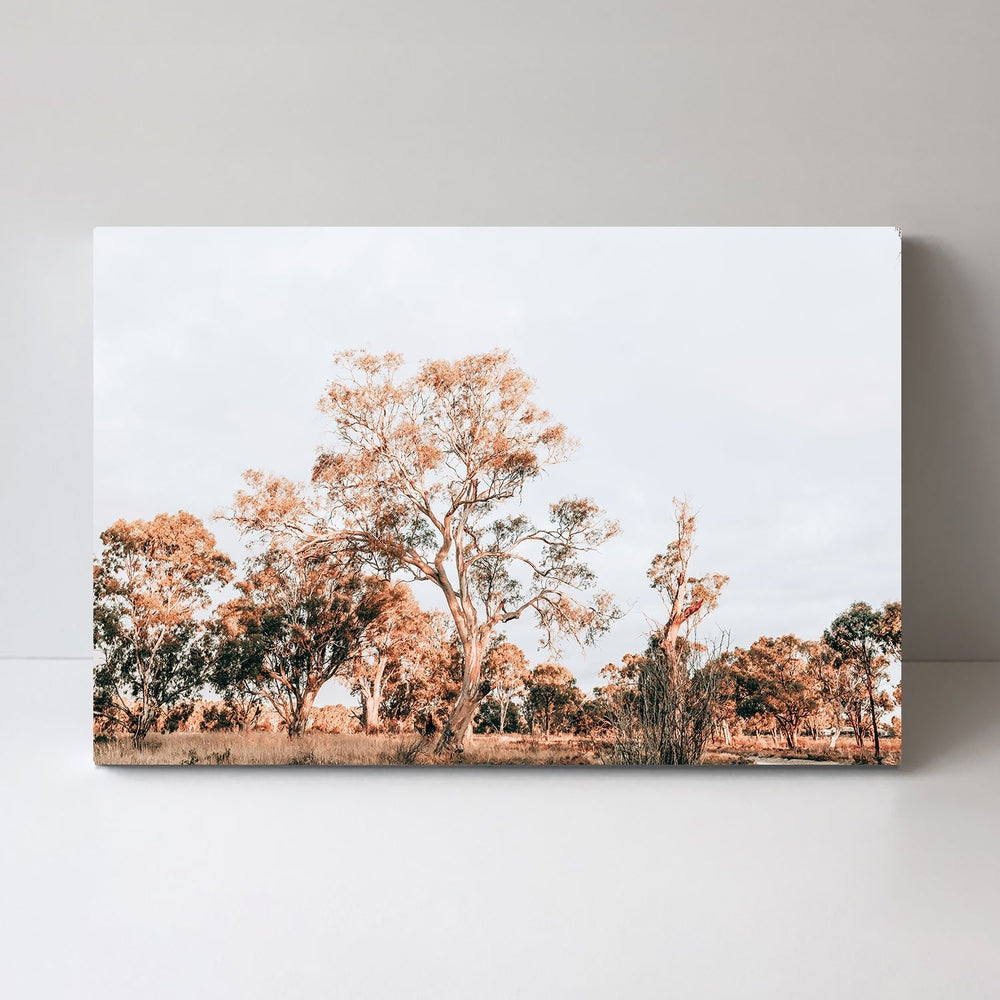 wall-art-print-canvas-poster-framed-Gum Trees In Sunset, South Australia-by-Gioia Wall Art-Gioia Wall Art