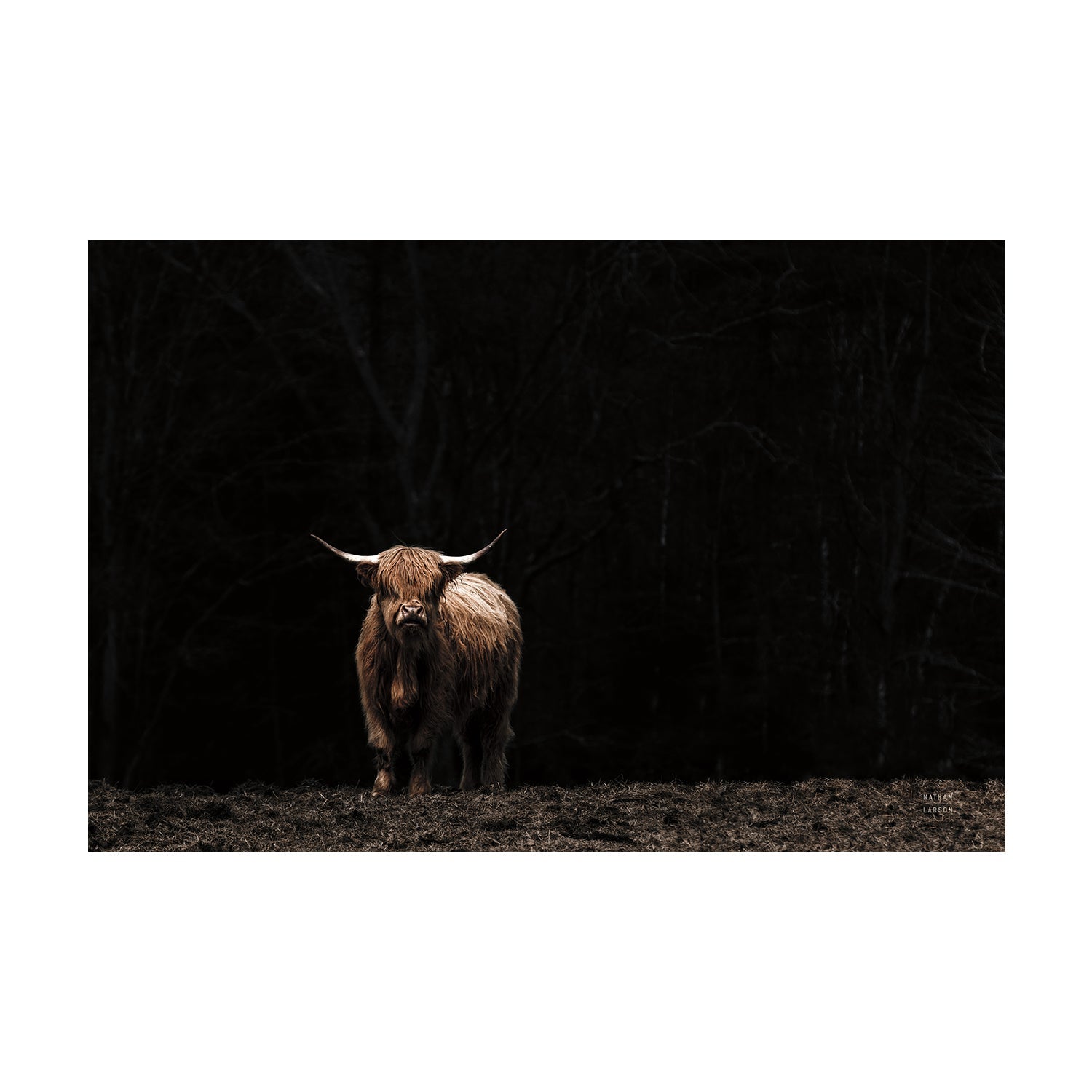 wall-art-print-canvas-poster-framed-Highland Cow King of the Hill , By Nathan Larson , By Nathan Larson-1