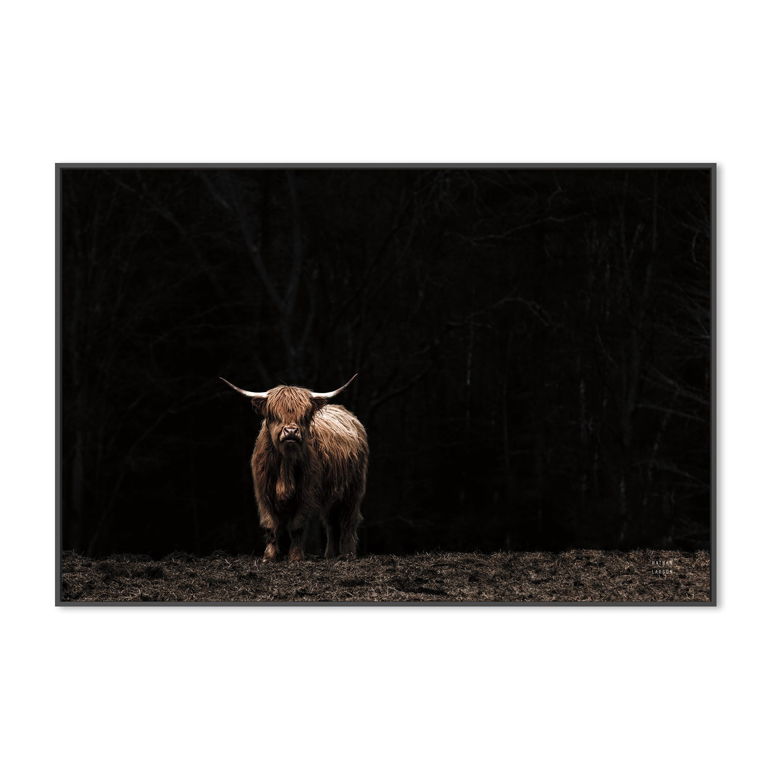 wall-art-print-canvas-poster-framed-Highland Cow King of the Hill , By Nathan Larson , By Nathan Larson-3