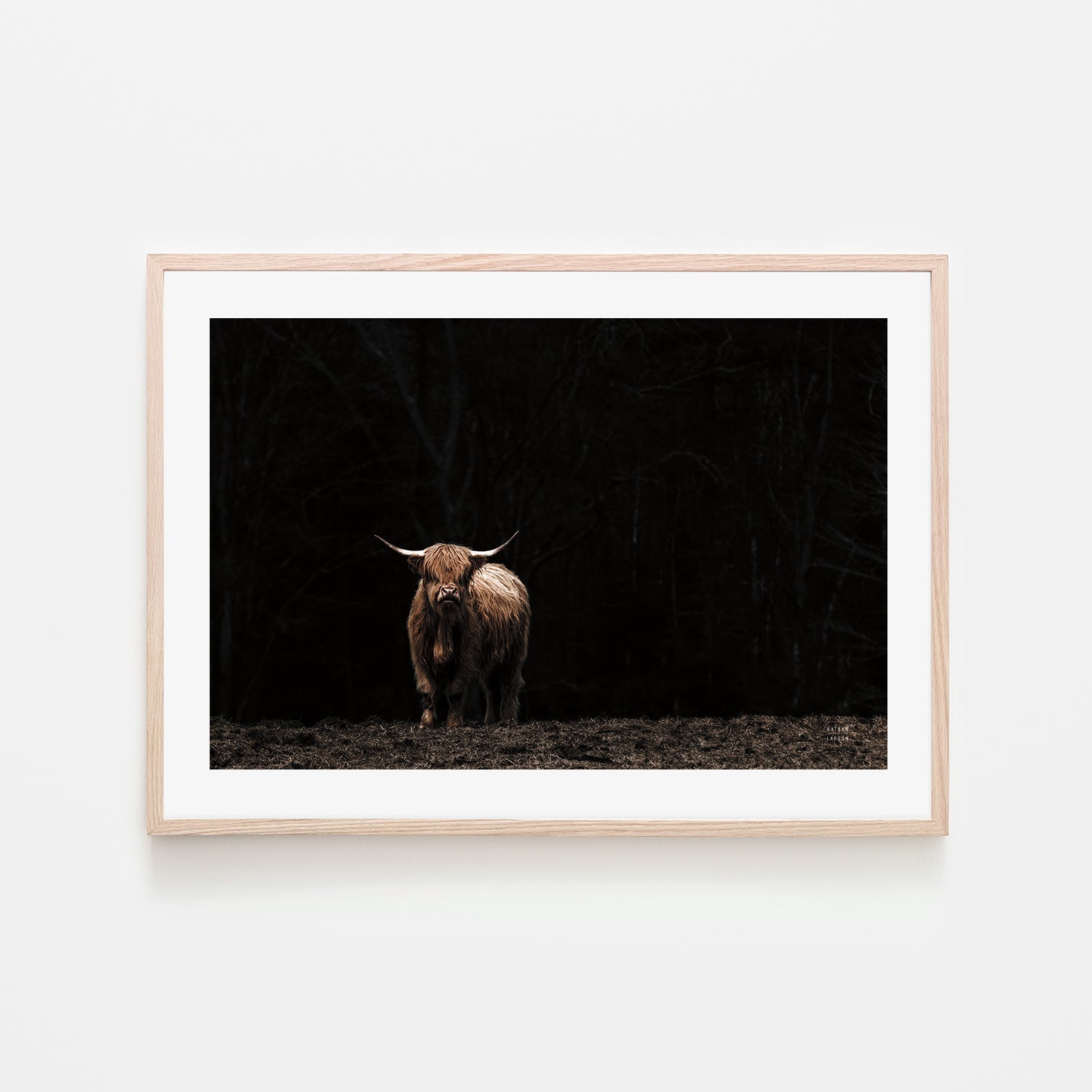 wall-art-print-canvas-poster-framed-Highland Cow King of the Hill , By Nathan Larson , By Nathan Larson-6