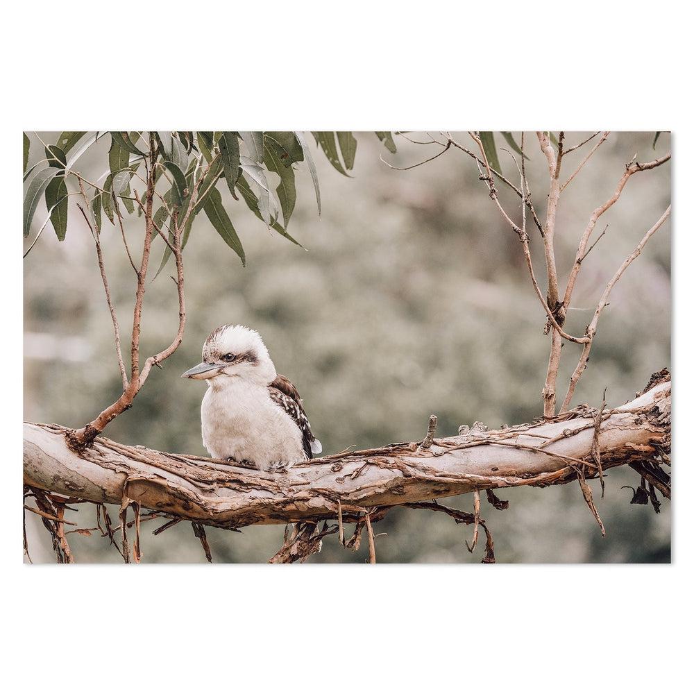 wall-art-print-canvas-poster-framed-Kookaburra Resting On Gum Tree-by-Gioia Wall Art-Gioia Wall Art