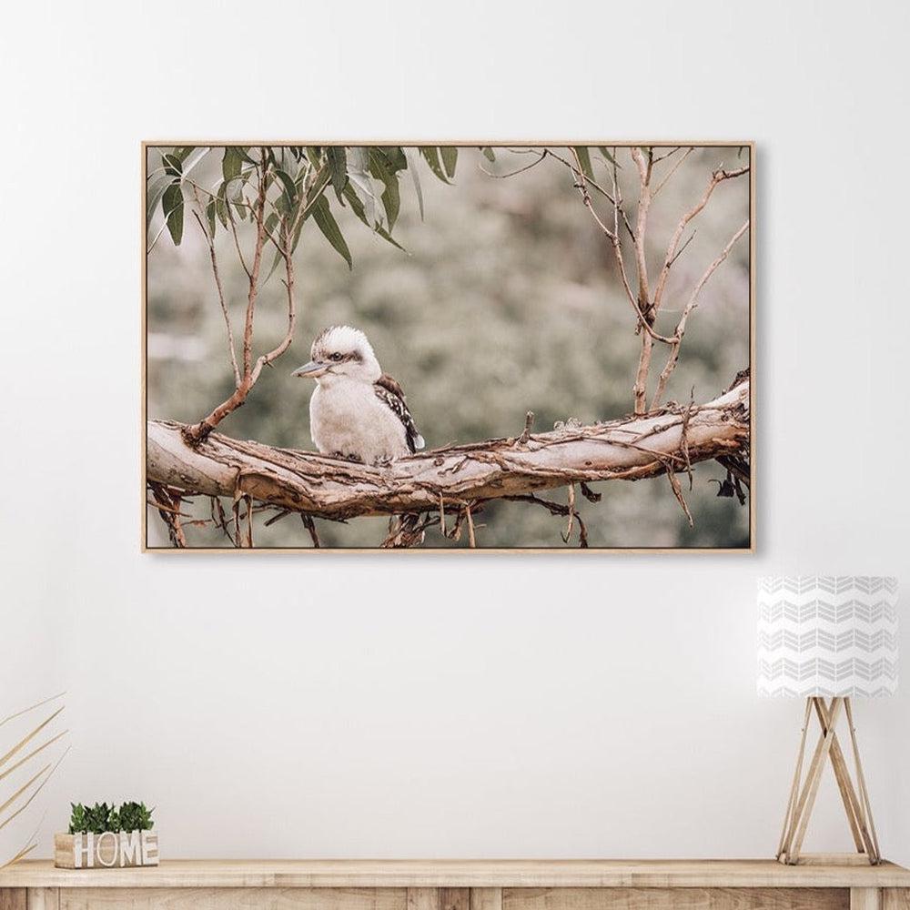 wall-art-print-canvas-poster-framed-Kookaburra Resting On Gum Tree-by-Gioia Wall Art-Gioia Wall Art