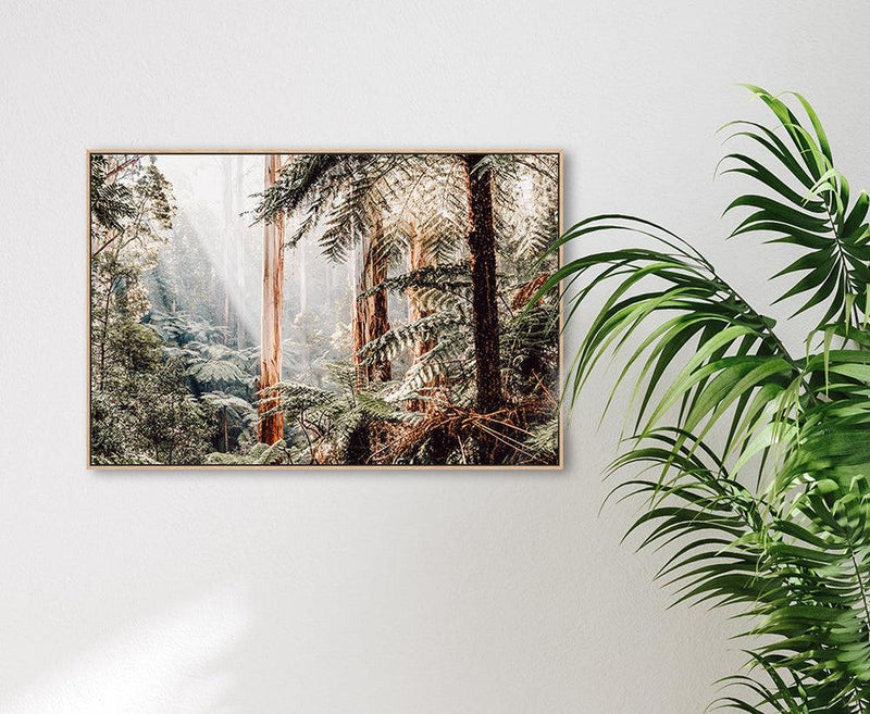 Native Australian Rainforest - Eucalyptus Trees And Ferns |Wall Art ...