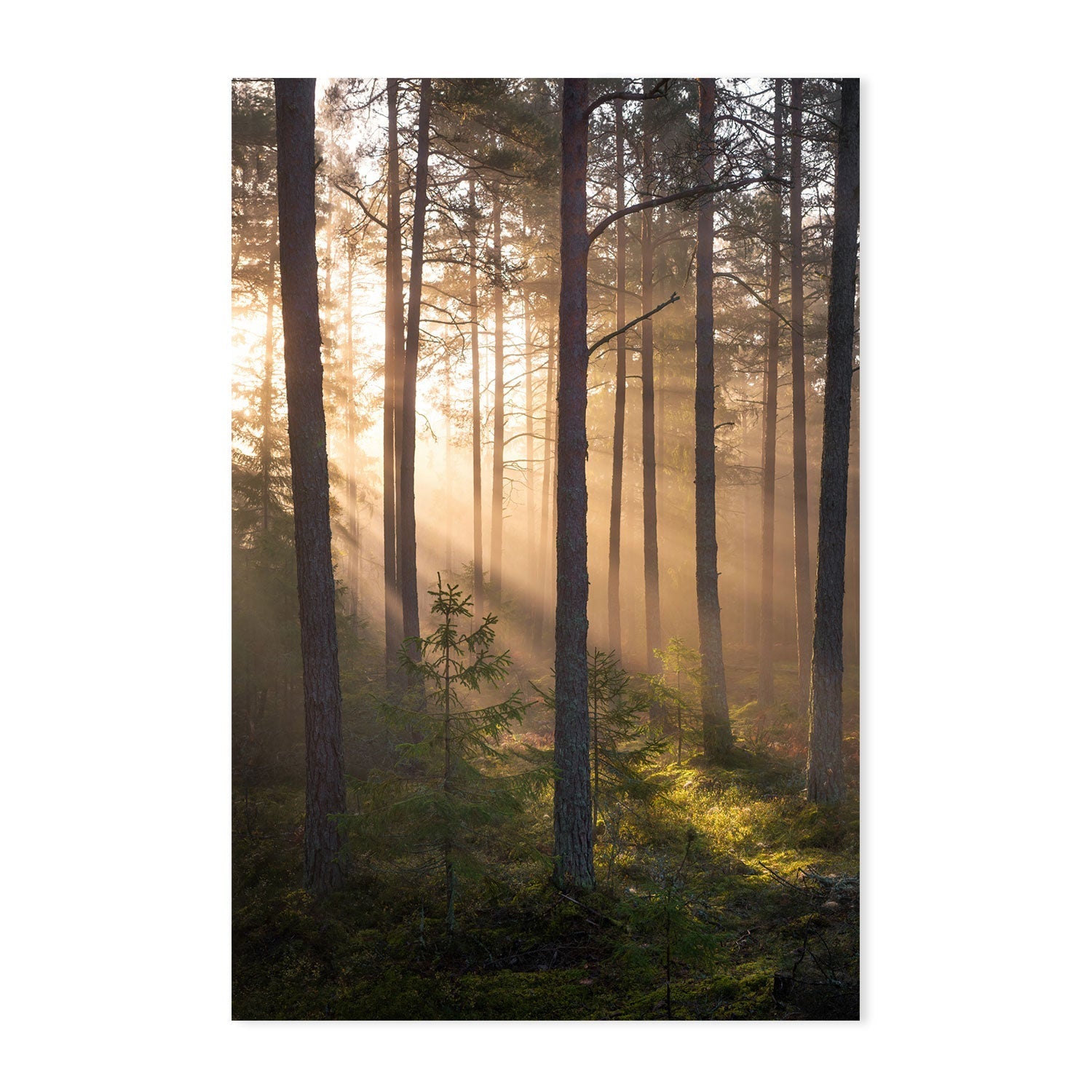 wall-art-print-canvas-poster-framed-Sunshine Forest , By Christian Lindsten-GIOIA-WALL-ART