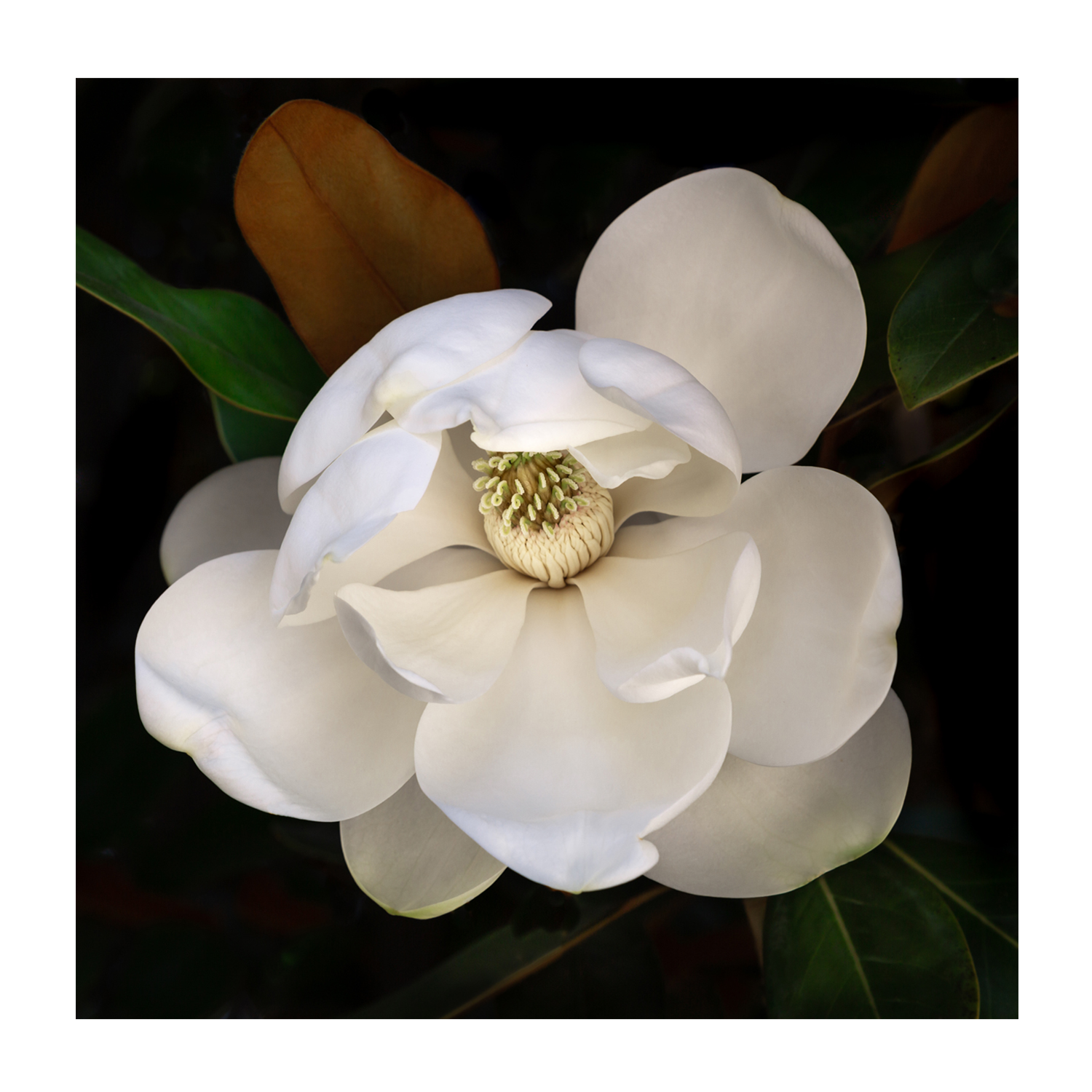 wall-art-print-canvas-poster-framed-Sweetbay Magnolia , By Tricia Brennan-1